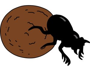 Bok Böcekleri (Scarabaeidae)