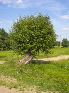 a tree in a field